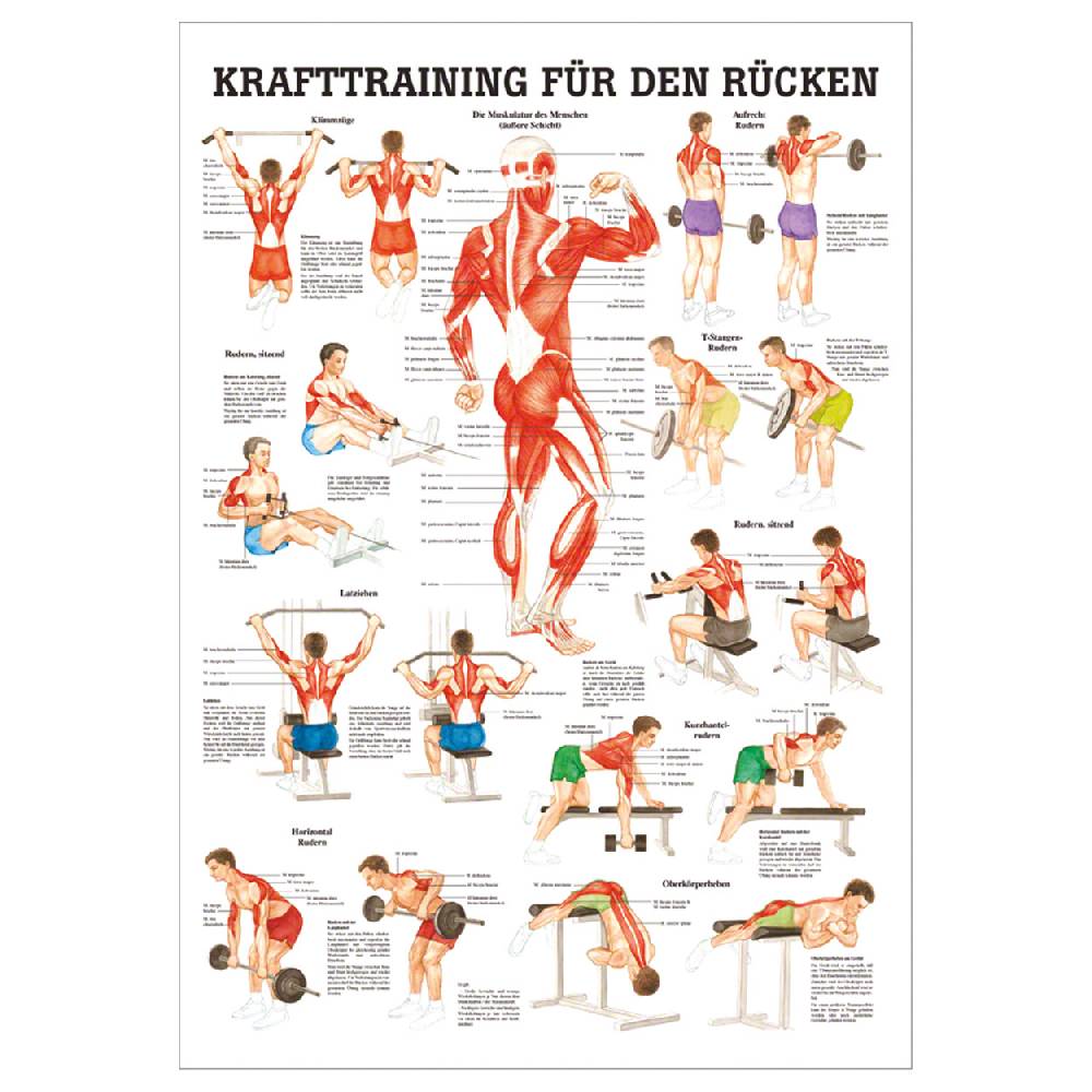 Sport Tec Mini-Poster "Krafttraining Rücken", LxB 34x24 cm Schlussverkauf