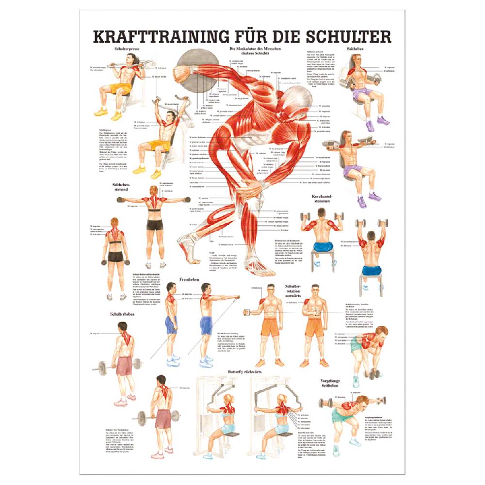 Sport Tec Mini-Poster "Krafttraining Schulter", LxB 34x24 cm