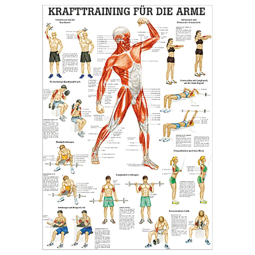 Sport Tec Mini-Poster "Krafttraining Arme", LxB 34x24 cm