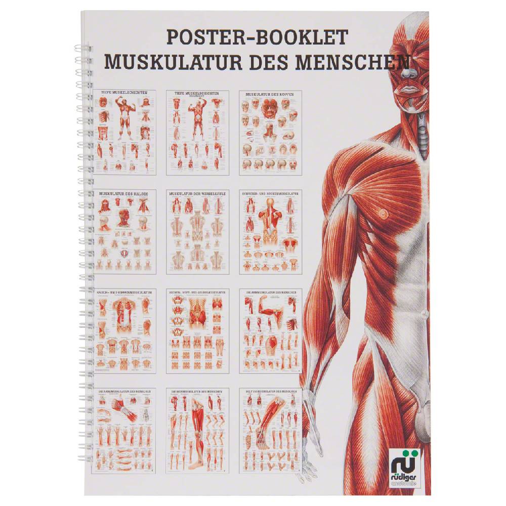 Sport Tec Mini-Poster Booklet "Muskulatur des Menschen", LxB 34x24 cm, 12 Poster