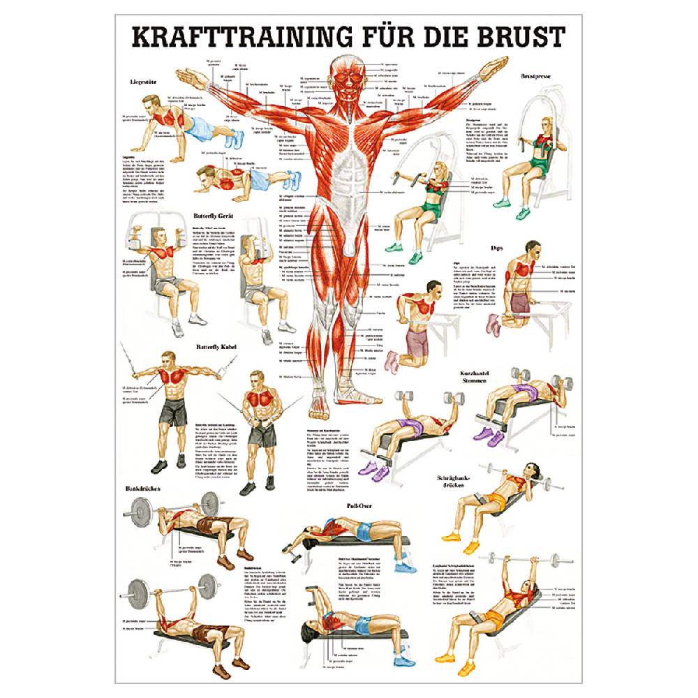 Sport Tec Lehrtafel "Krafttraining Brust", LxB 100x70 cm Versandkostenfrei
