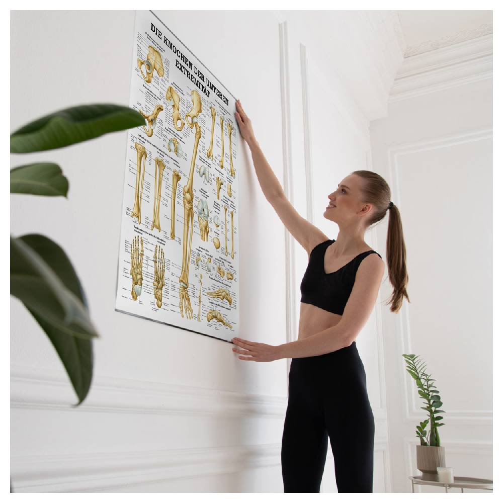 Sport Tec Lehrtafel "Die Knochen der unteren Extremität", LxB 100x70 cm Heißer Verkauf