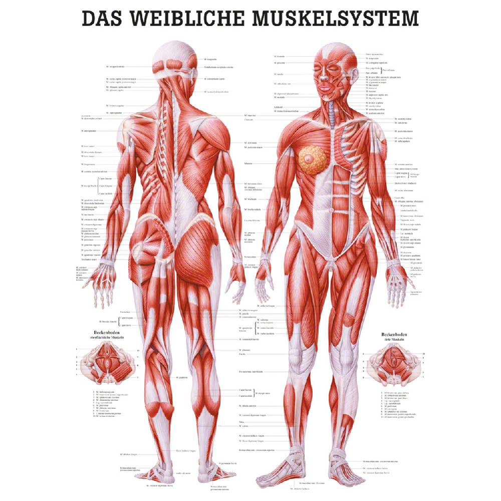Sport Tec Lehrtafel "Weibliches Muskelsystem", LxB 100x70 cm