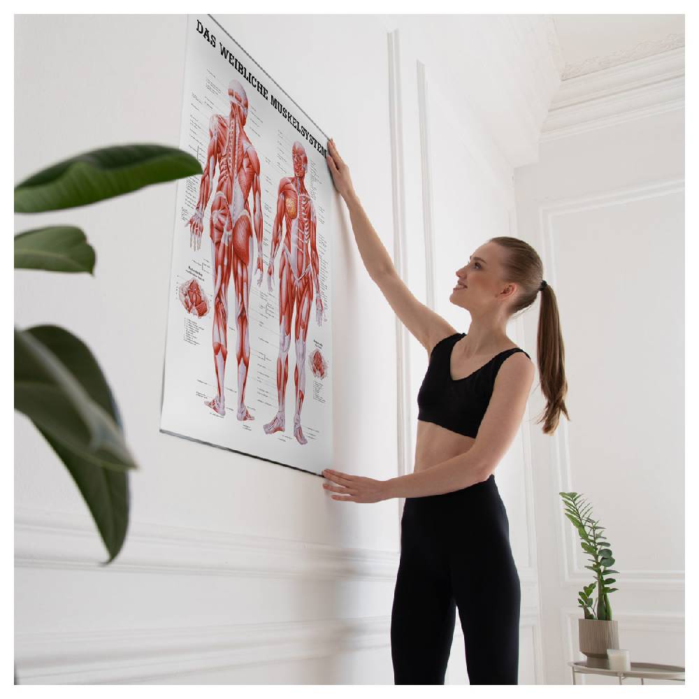 Sport Tec Lehrtafel "Weibliches Muskelsystem", LxB 100x70 cm Online Outlet