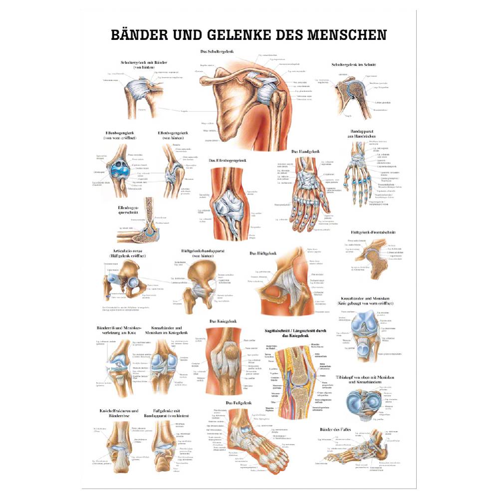 Sport Tec Lehrtafel "Bänder u. Gelenke", LxB 100x70 cm Zeitlich begrenztes Angebot