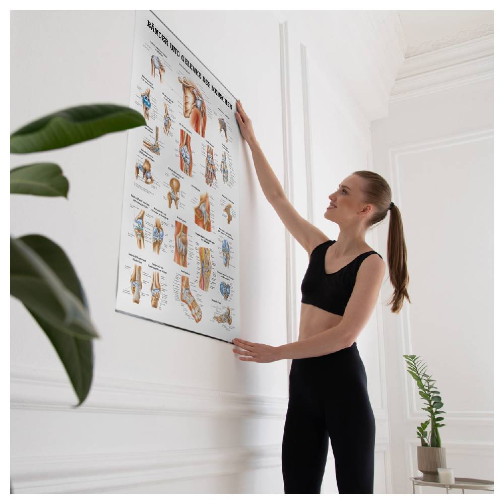 Sport Tec Lehrtafel "Bänder u. Gelenke", LxB 100x70 cm Zeitlich begrenztes Angebot