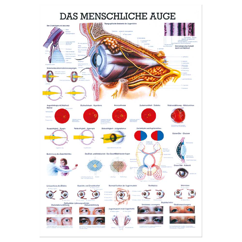 Sport Tec Lehrtafel "Das Auge", LxB 100x70 cm