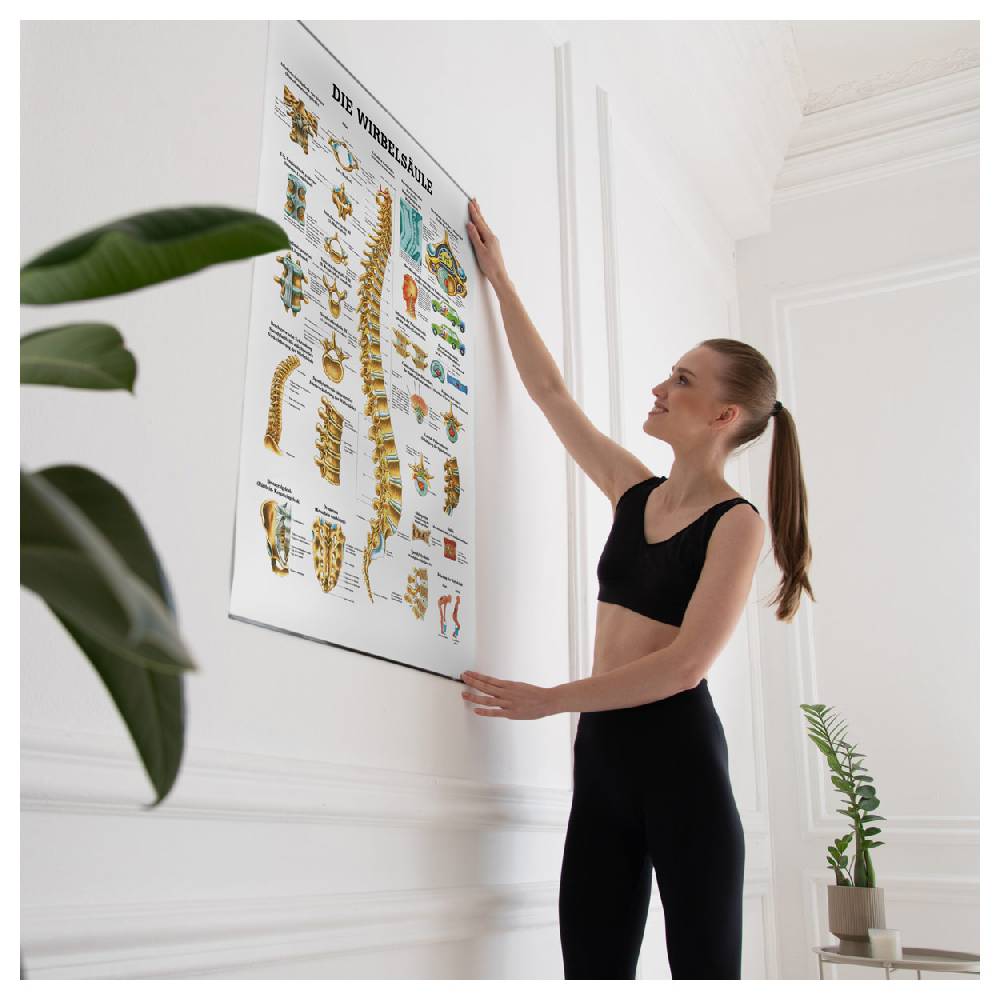 Sport Tec Lehrtafel "Die Wirbelsäule", LxB 100x70 cm Saisonale Angebote