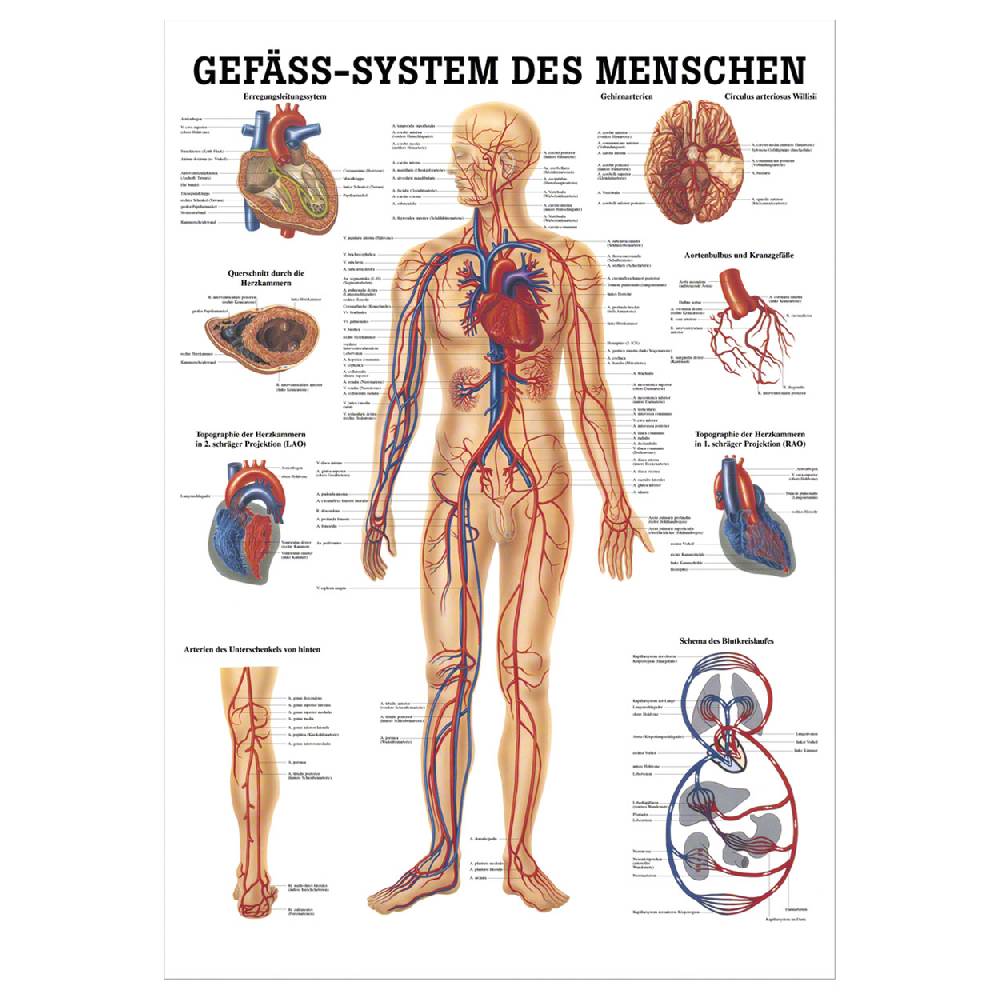 Sport Tec Lehrtafel "Das Gefäßsystem", LxB 100x70 cm
