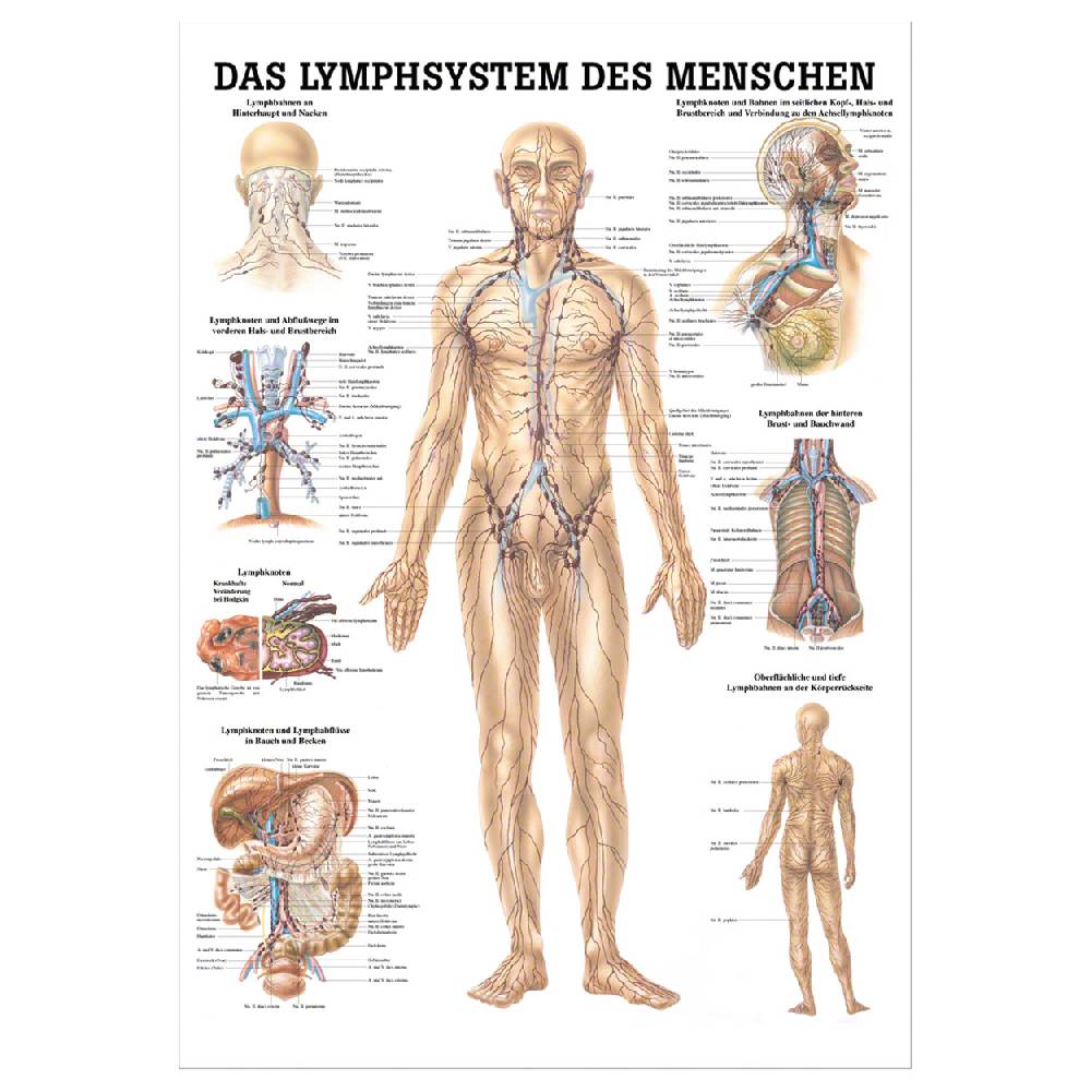 Sport Tec Lehrtafel "Das Lymphsystem", LxB 100x70 cm