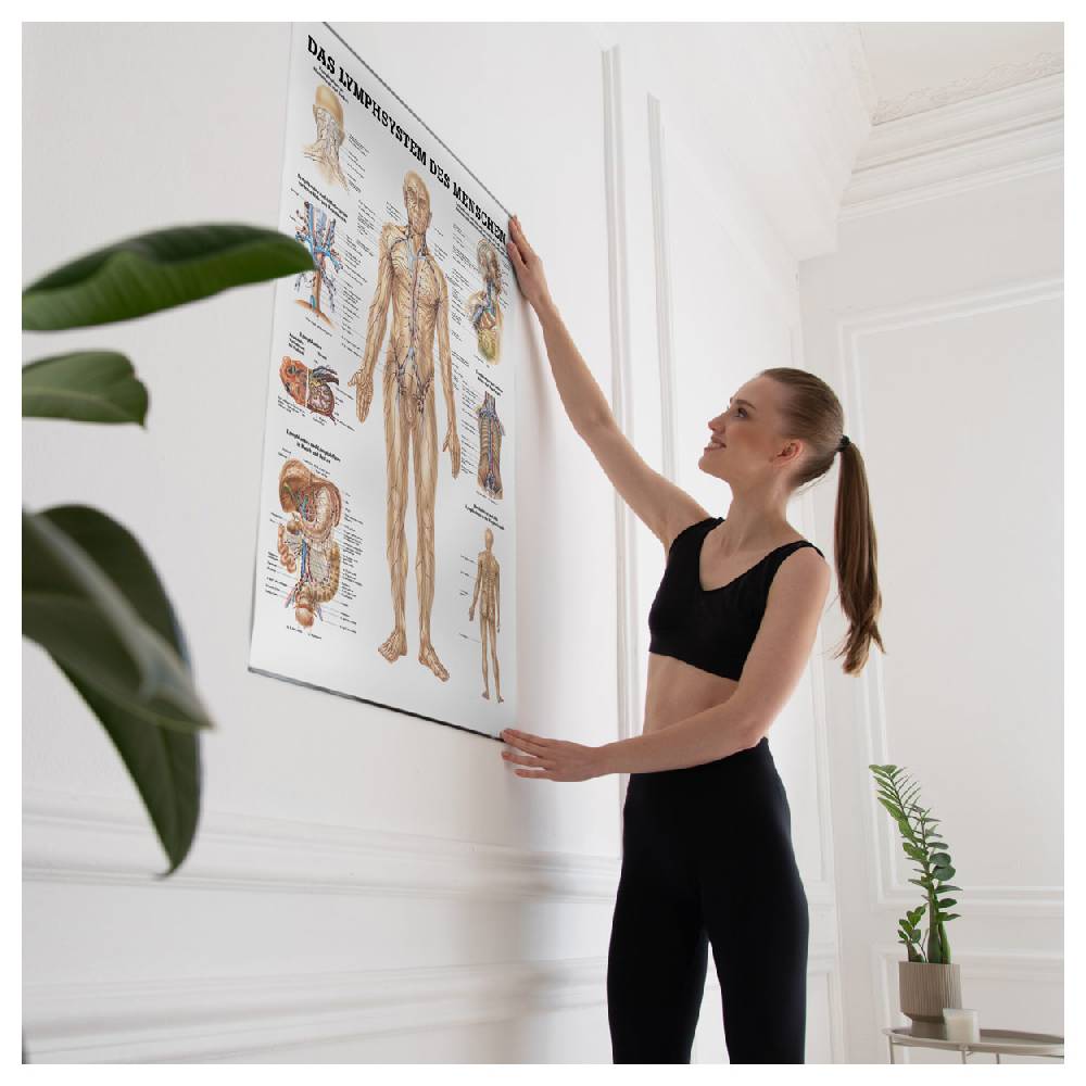 Sport Tec Lehrtafel "Das Lymphsystem", LxB 100x70 cm Kauf eins, bekomm eins gratis