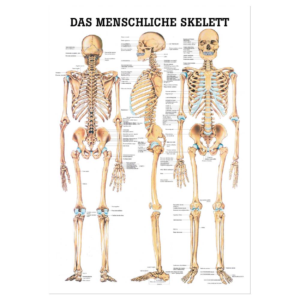 Sport Tec Lehrtafel "Das menschliche Skelett", LxB 100x70 cm Sonderangebote