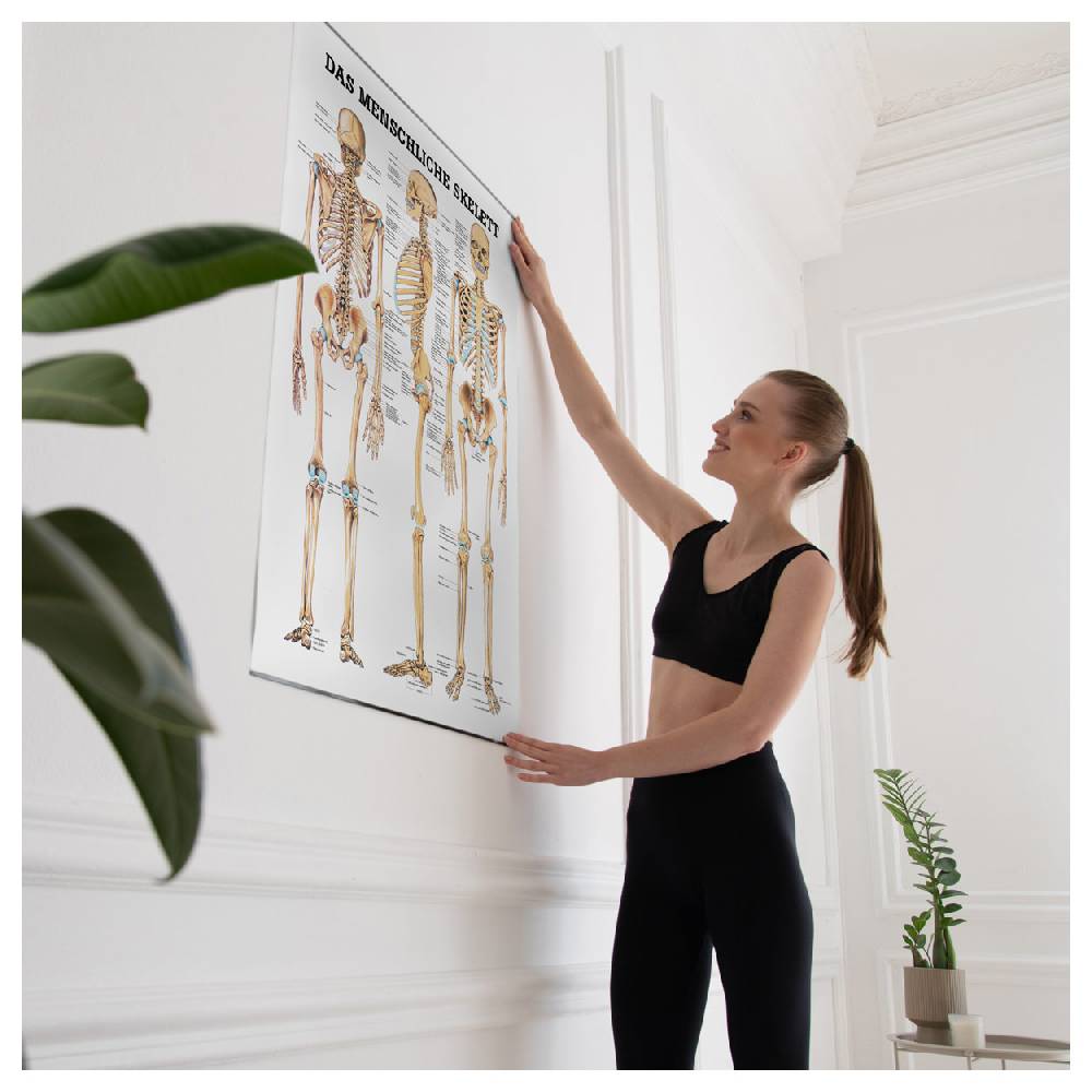 Sport Tec Lehrtafel "Das menschliche Skelett", LxB 100x70 cm Sonderangebote