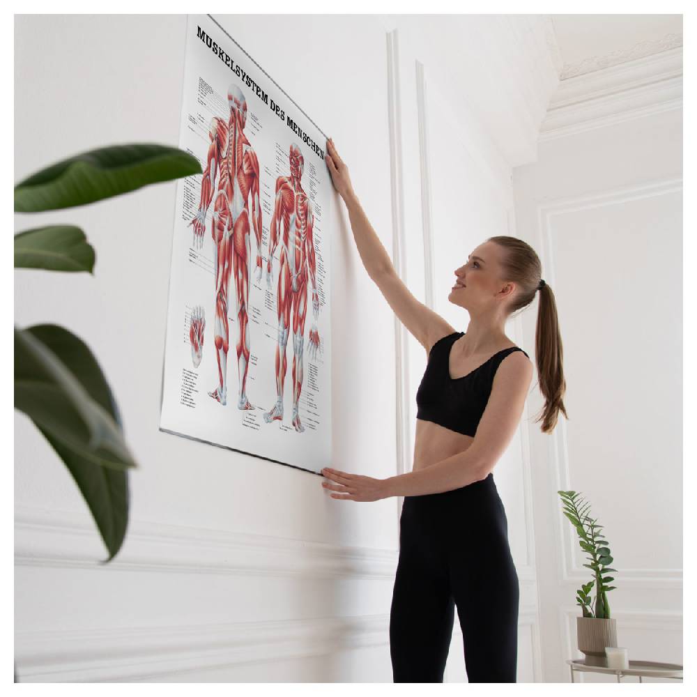 Sport Tec Lehrtafel "Menschliches Muskelsystem", LxB 100x70 cm, Riesige Ersparnisse