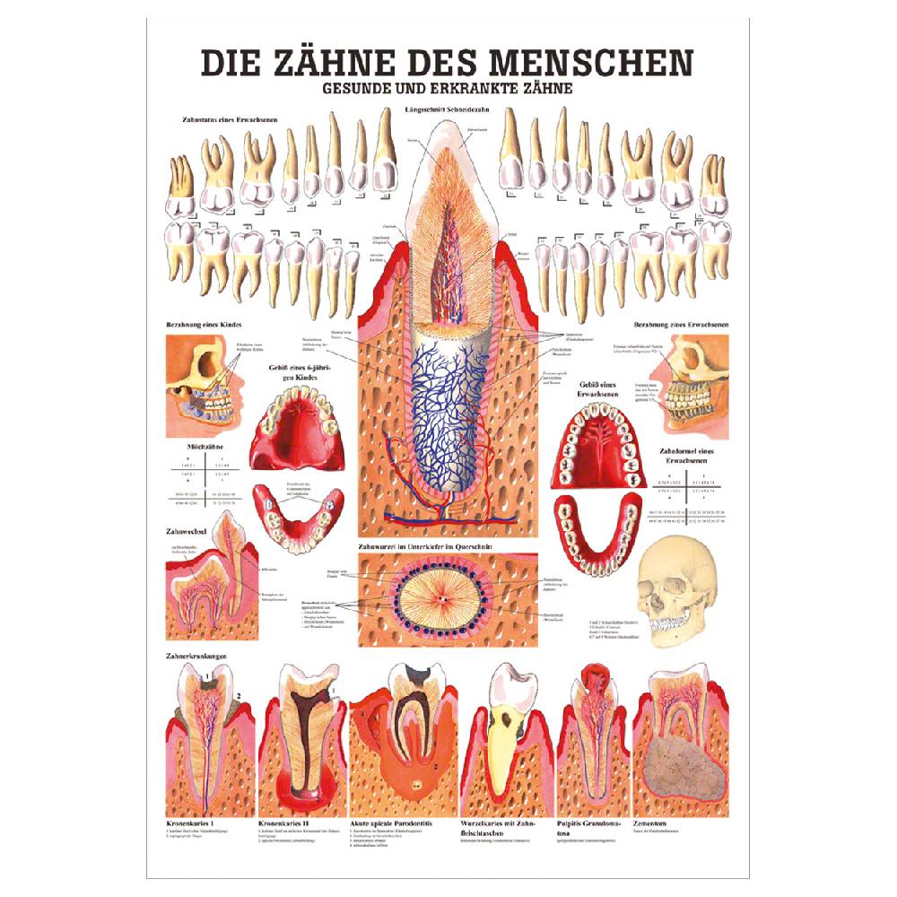 Sport Tec Lehrtafel "Gesunde Zähne", LxB 100x70 cm