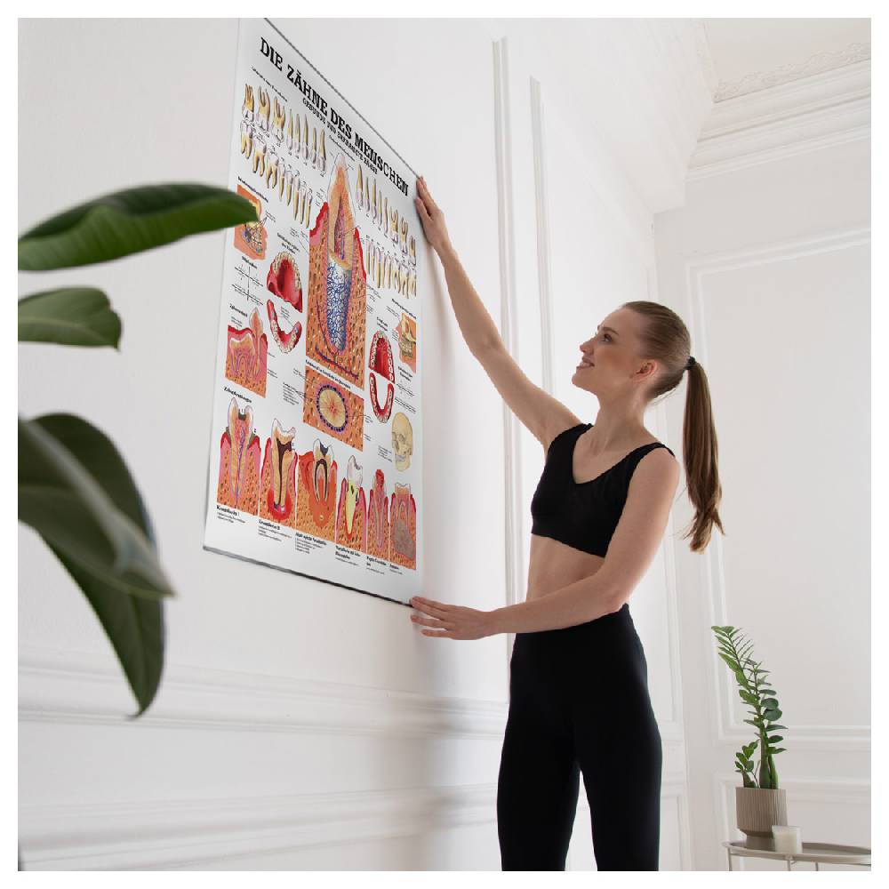 Sport Tec Lehrtafel "Gesunde Zähne", LxB 100x70 cm VIP-Rabatte