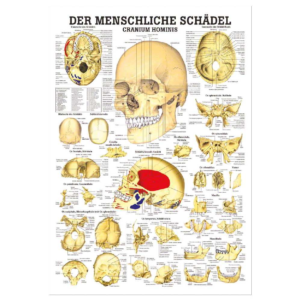 Sport Tec Lehrtafel "Der Schädel", LxB 100x70 cm