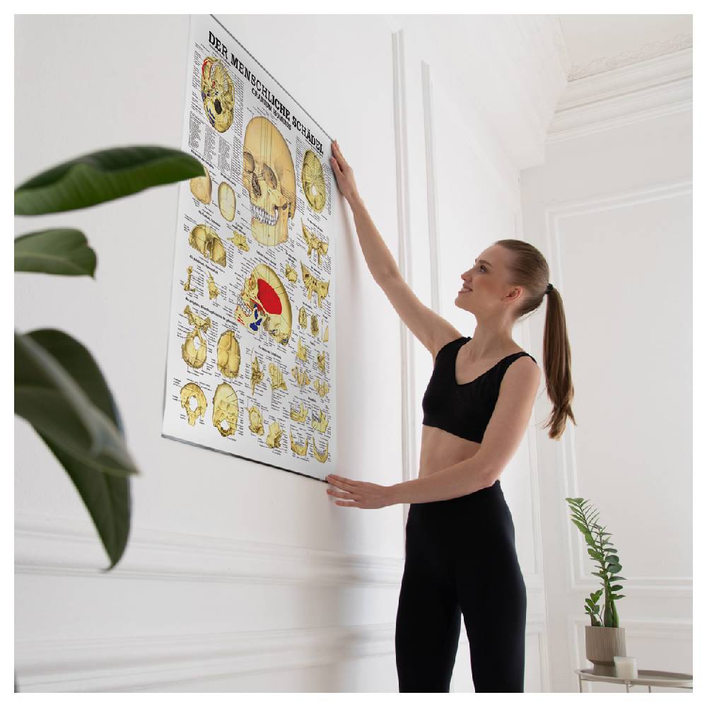 Sport Tec Lehrtafel "Der Schädel", LxB 100x70 cm Tiefpreis