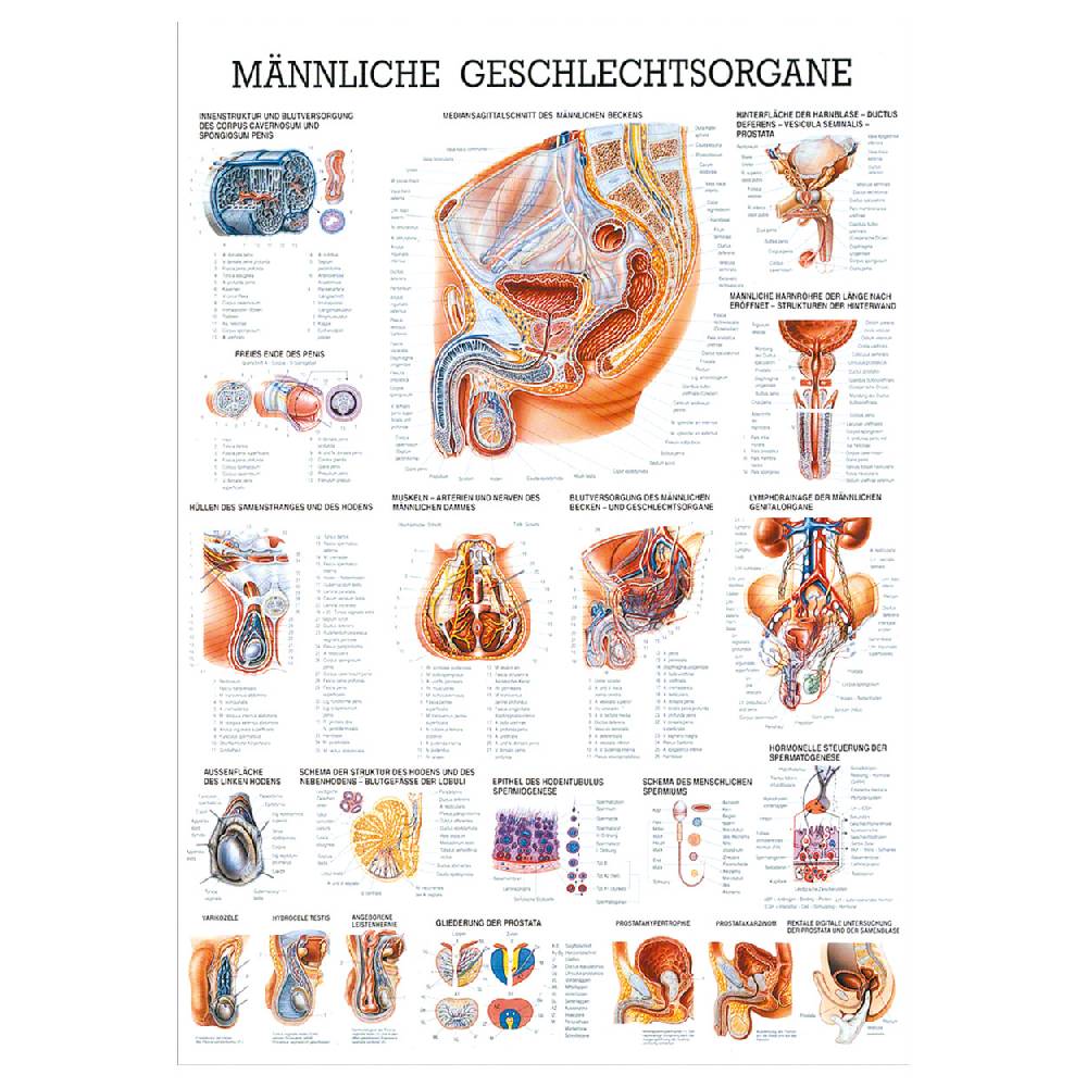 Sport Tec Lehrtafel "Männliche Geschlechtsorgane", LxB 100x70 cm