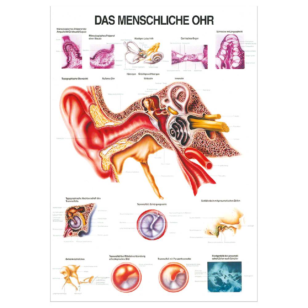 Sport Tec Lehrtafel "Das Ohr", LxB 100x70 cm