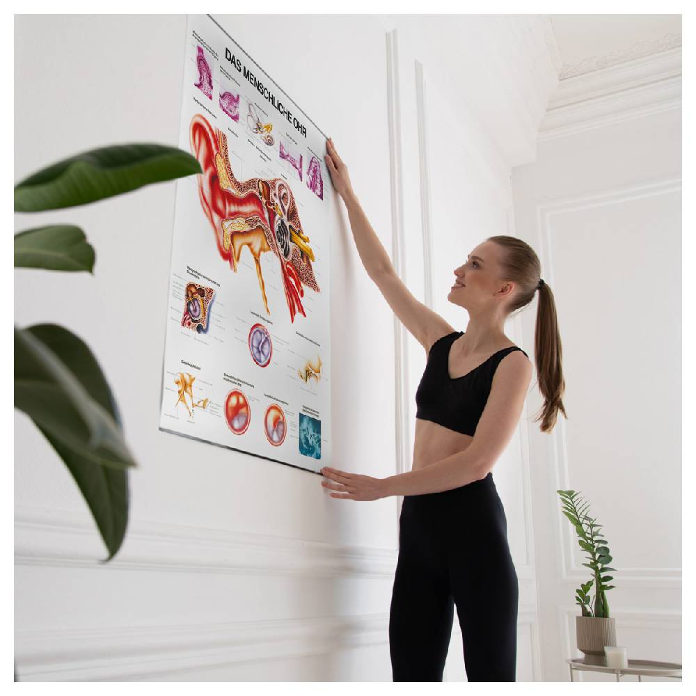 Sport Tec Lehrtafel "Das Ohr", LxB 100x70 cm Kostenlose Rückgabe