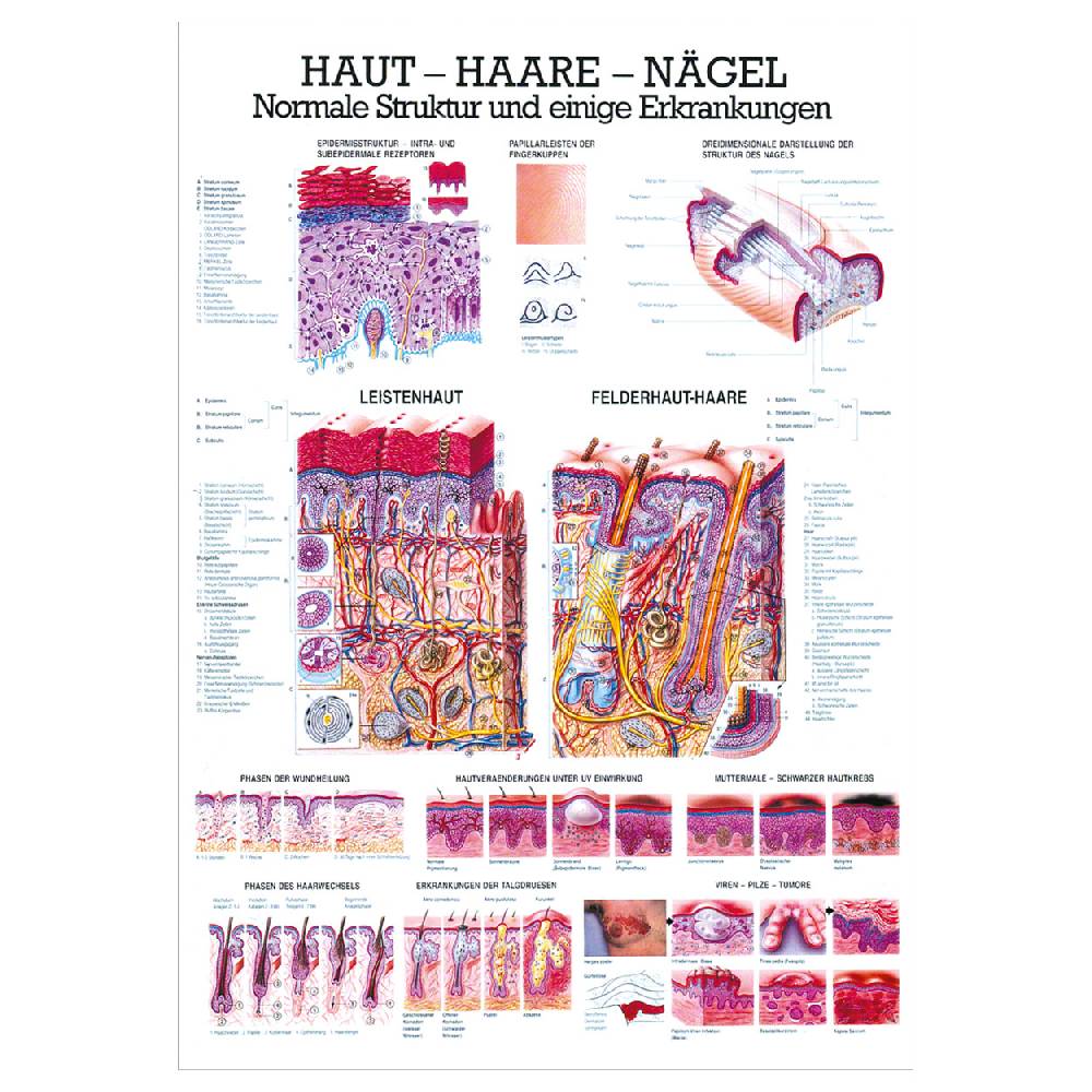 Sport Tec Lehrtafel "Haut-Haare-Nägel", LxB 100x70 cm