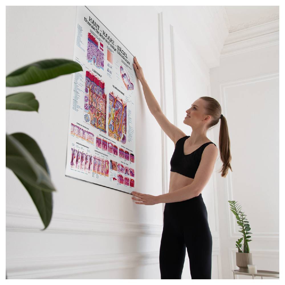 Sport Tec Lehrtafel "Haut-Haare-Nägel", LxB 100x70 cm Begrenzte Freigabe