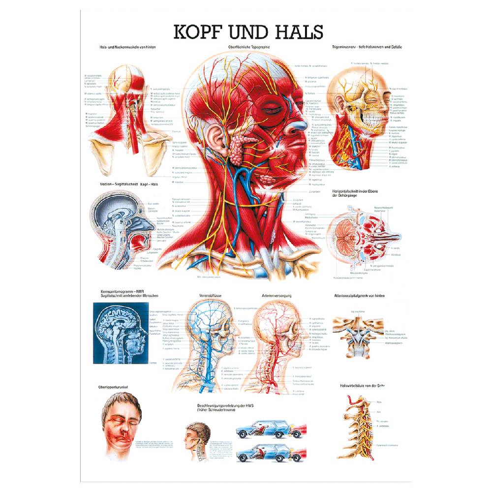 Sport Tec Lehrtafel "Kopf u. Hals", LxB 100x70 cm