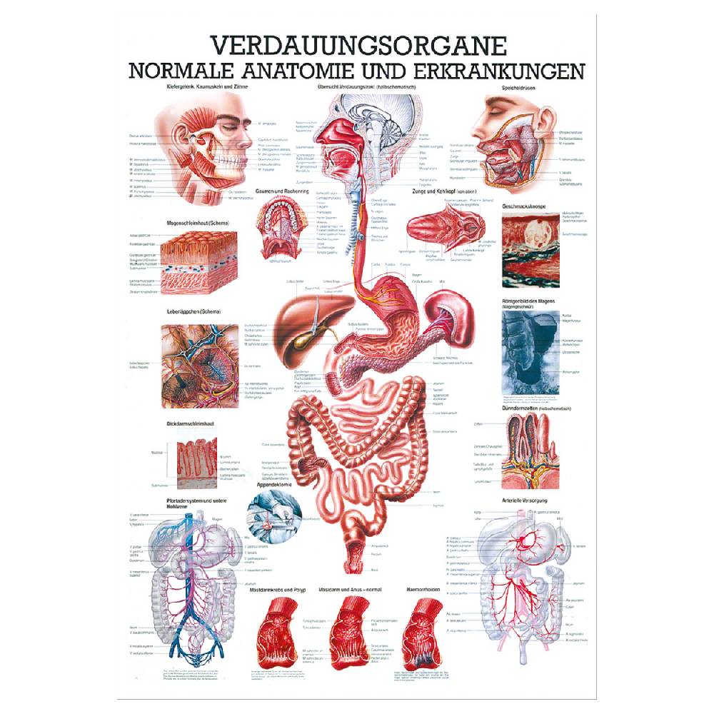Sport Tec Lehrtafel "Verdauungsorgane", LxB 100x70 cm