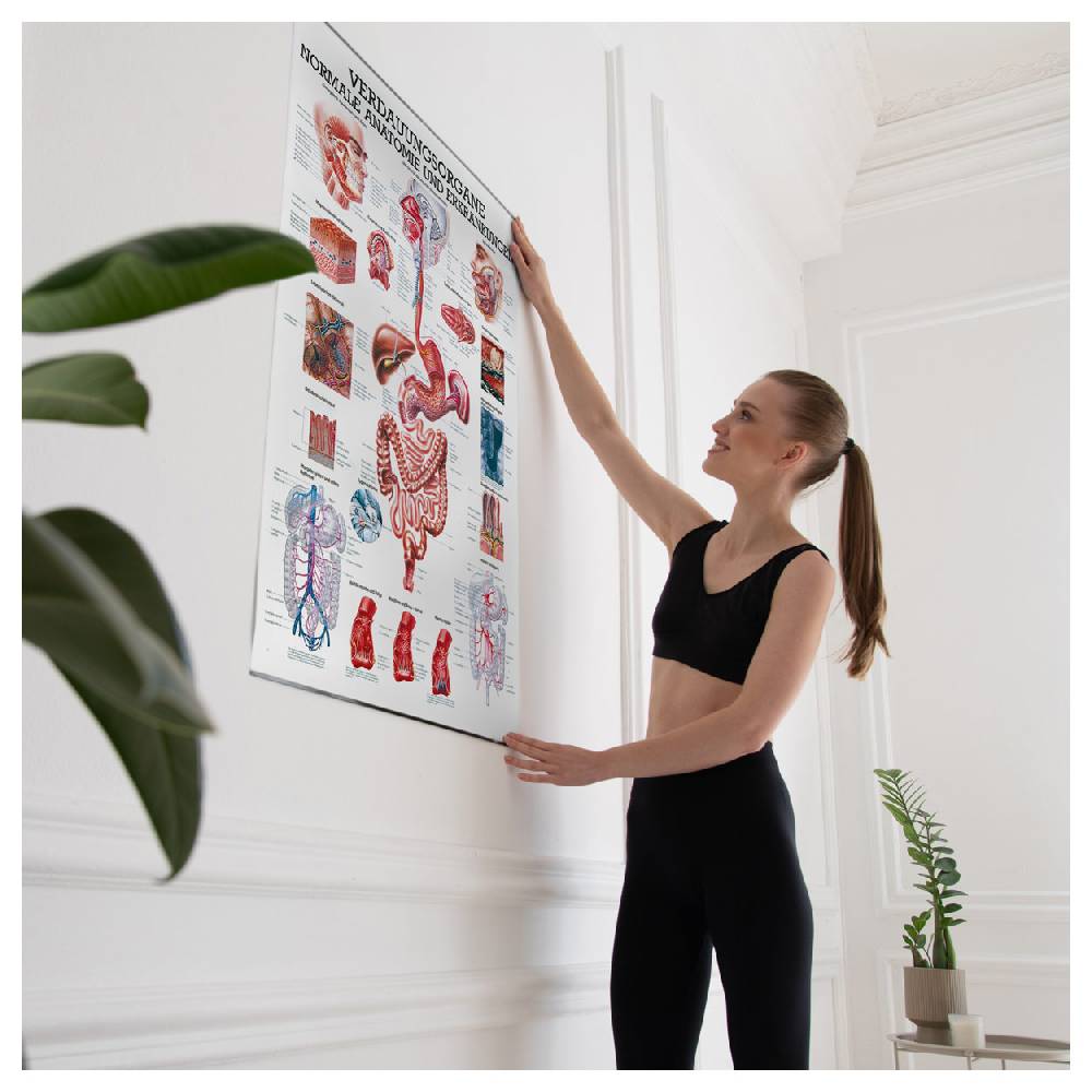 Sport Tec Lehrtafel "Verdauungsorgane", LxB 100x70 cm JETZT KAUFEN