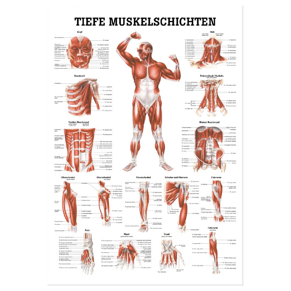 Sport Tec Lehrtafel "Tiefe Muskelschichten-Brust" , LxB 100x70 cm