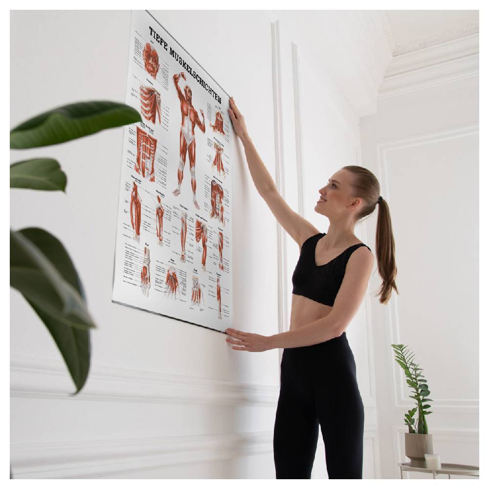 Sport Tec Lehrtafel "Tiefe Muskelschichten-Brust" , LxB 100x70 cm Bis zu 50% Rabatt