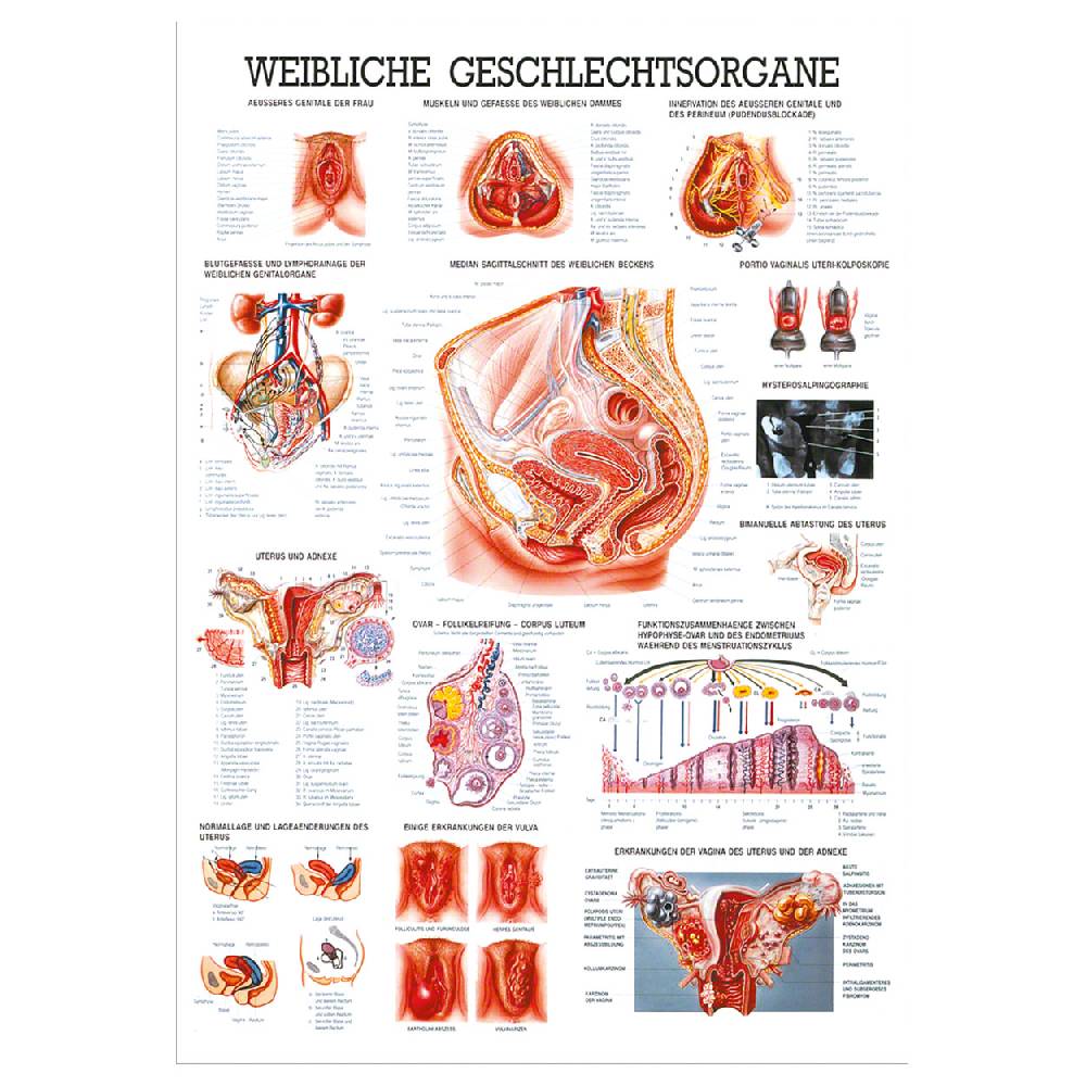 Sport Tec Lehrtafel "Weibliche Geschlechtsorgane", LxB 100x70 cm