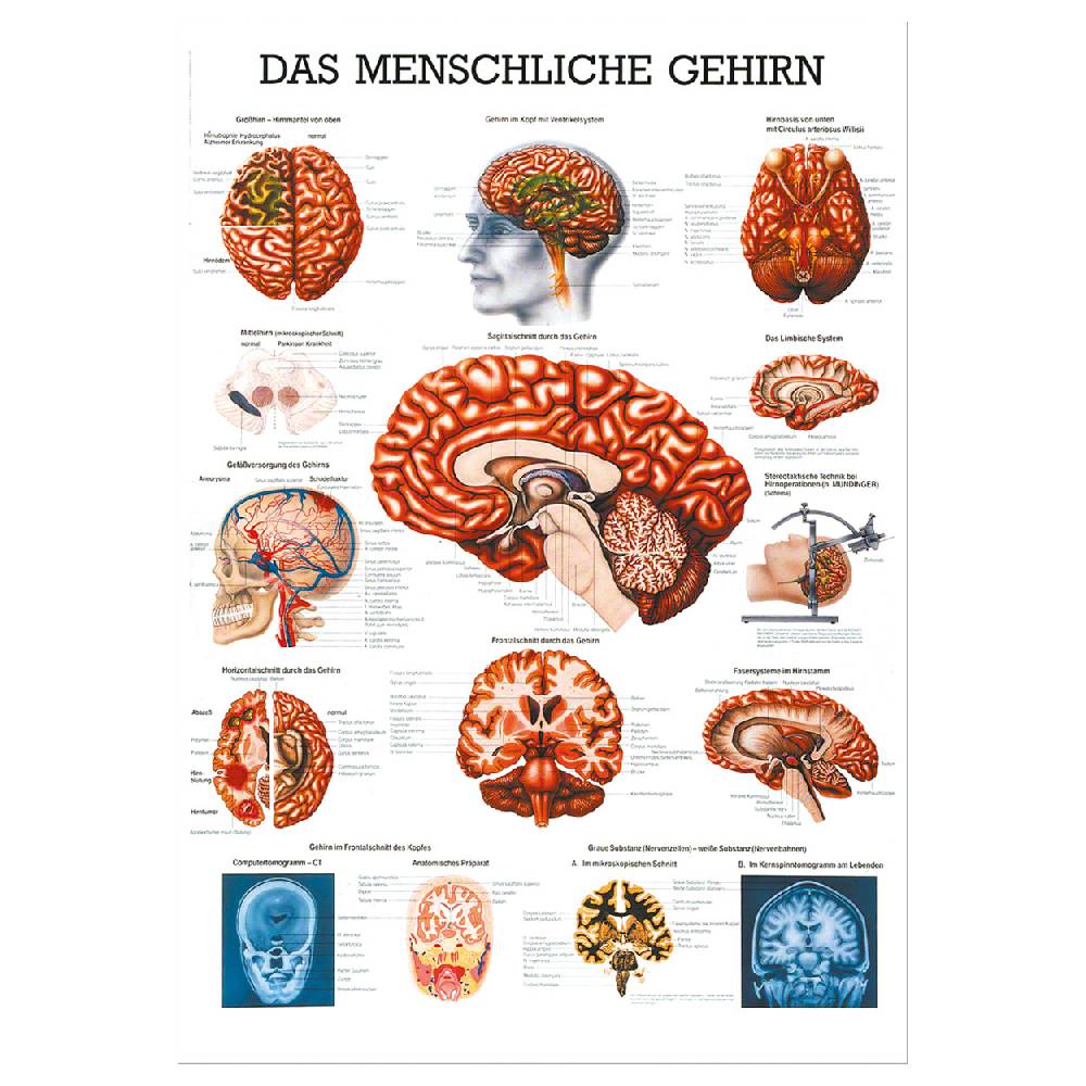 Sport Tec Lehrtafel "Das Gehirn", LxB 100x70 cm