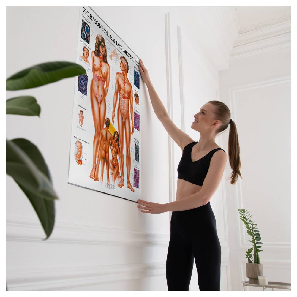Sport Tec Lehrtafel "Das Hormonsystem", LxB 100x70 cm Nur für heute