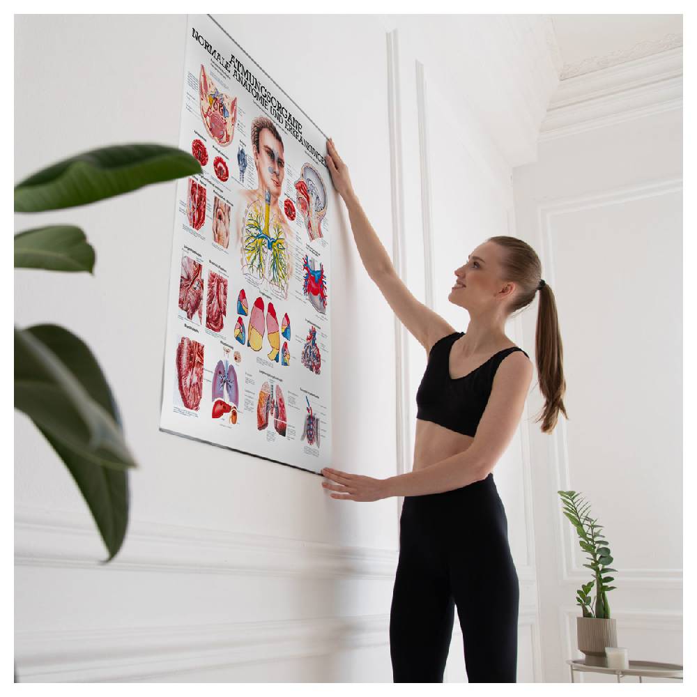 Sport Tec Lehrtafel "Die Atmungsorgane", LxB 100x70 cm Sonderangebot der Fabrik
