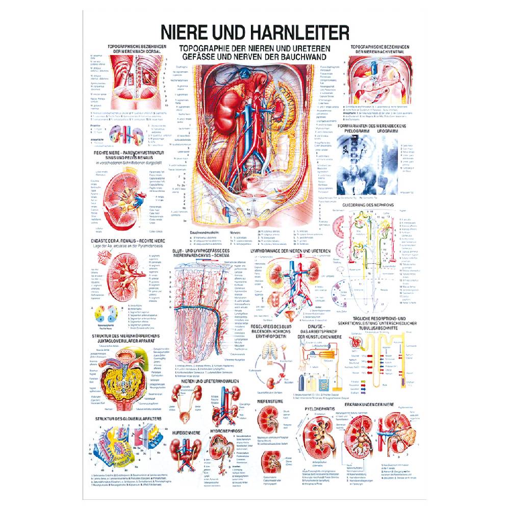 Sport Tec Lehrtafel "Niere u. Harnleiter", LxB 100x70 cm