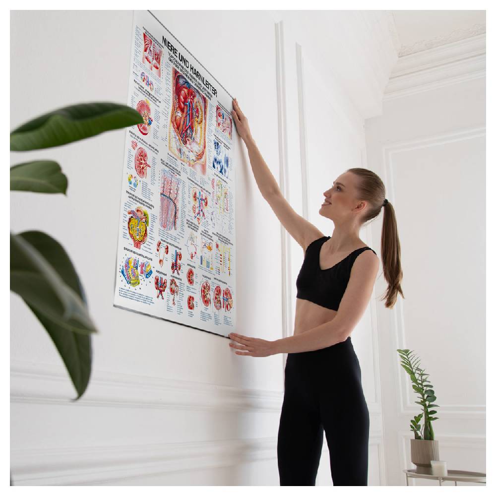 Sport Tec Lehrtafel "Niere u. Harnleiter", LxB 100x70 cm Vierteljährliche Förderung