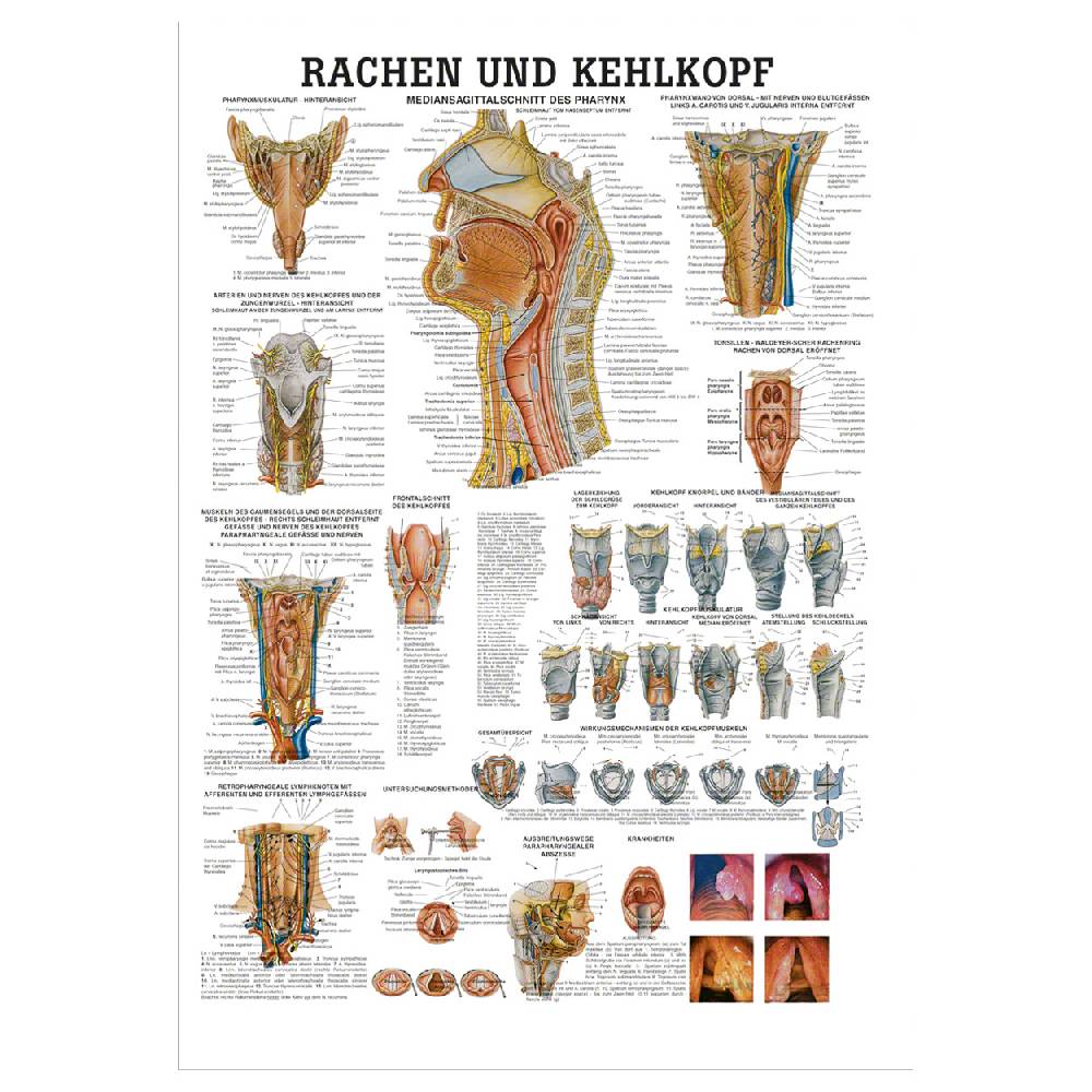 Sport Tec Lehrtafel "Rachen u. Kehlkopf", LxB 100x70 cm
