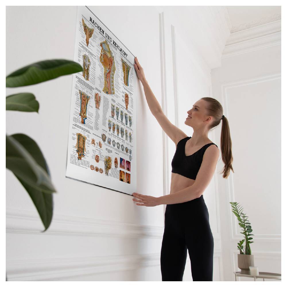 Sport Tec Lehrtafel "Rachen u. Kehlkopf", LxB 100x70 cm Bis zu 55% Rabatt