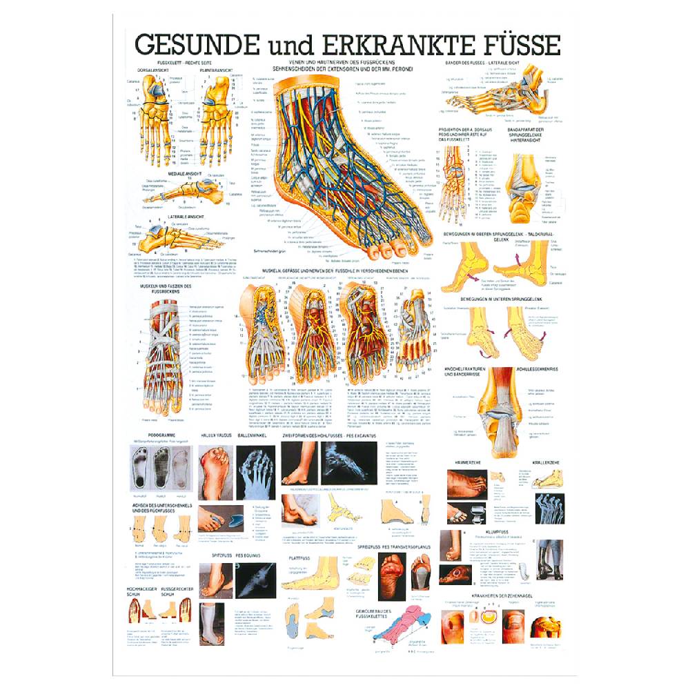 Sport Tec Lehrtafel "Der Fuß", LxB 100x70 cm