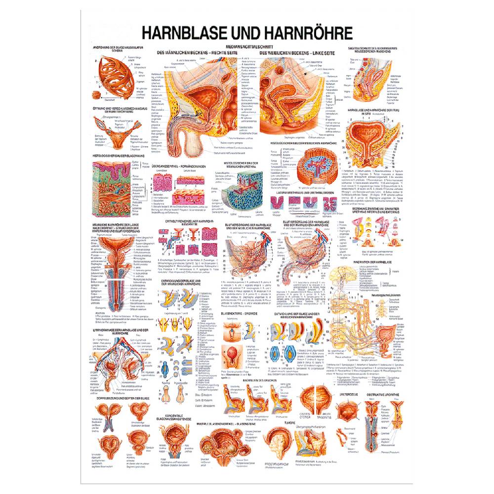 Sport Tec Lehrtafel "Harnblase u. Harnröhre", LxB 100x70 cm