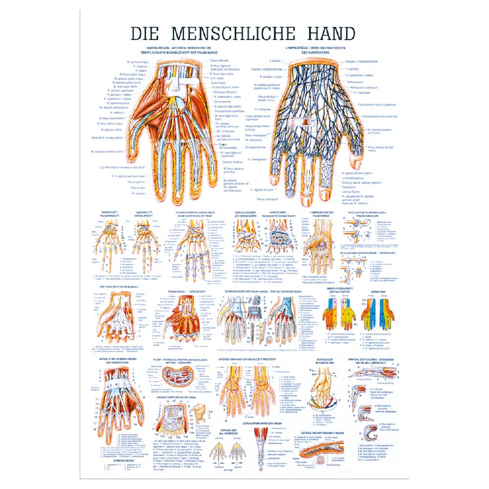 Sport Tec Lehrtafel "Die Hand", LxB 100x70 cm Super Rabatt