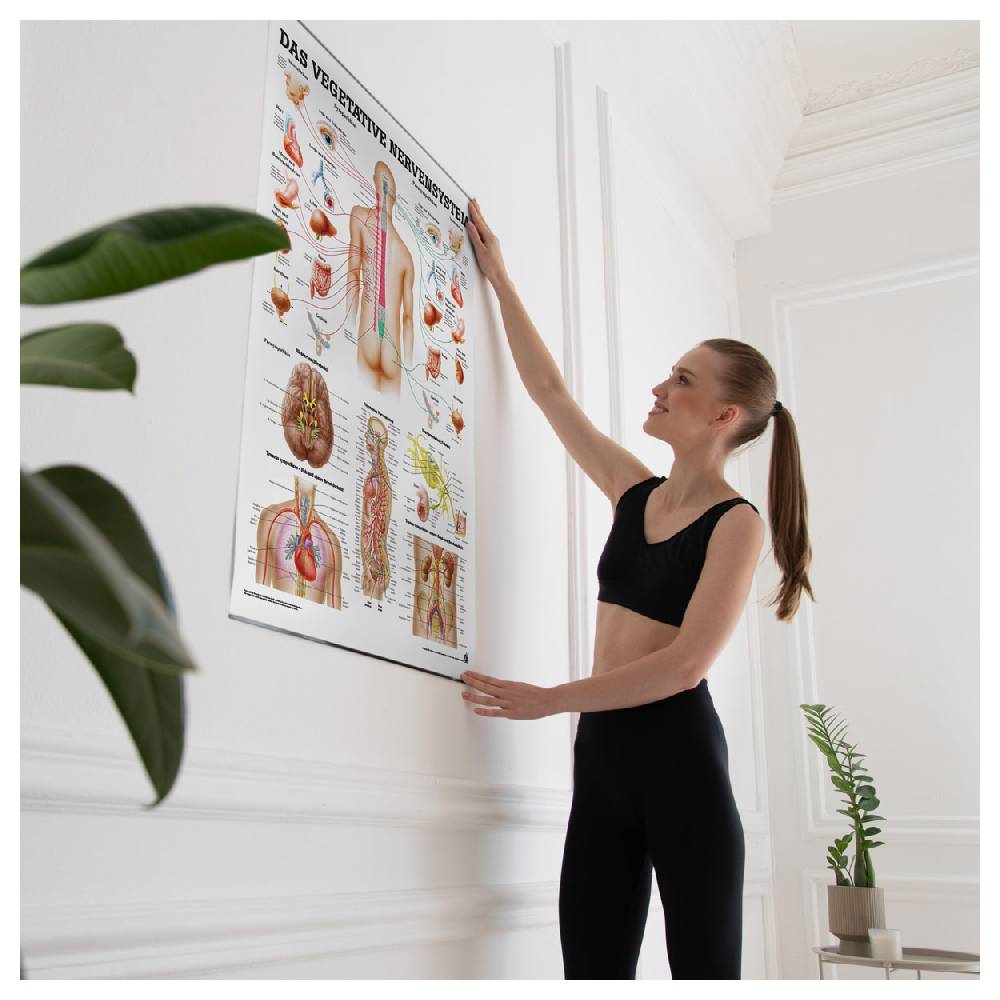 Sport Tec Lehrtafel "Vegetatives Nervensystem", LxB 100x70 cm Fabrikladen