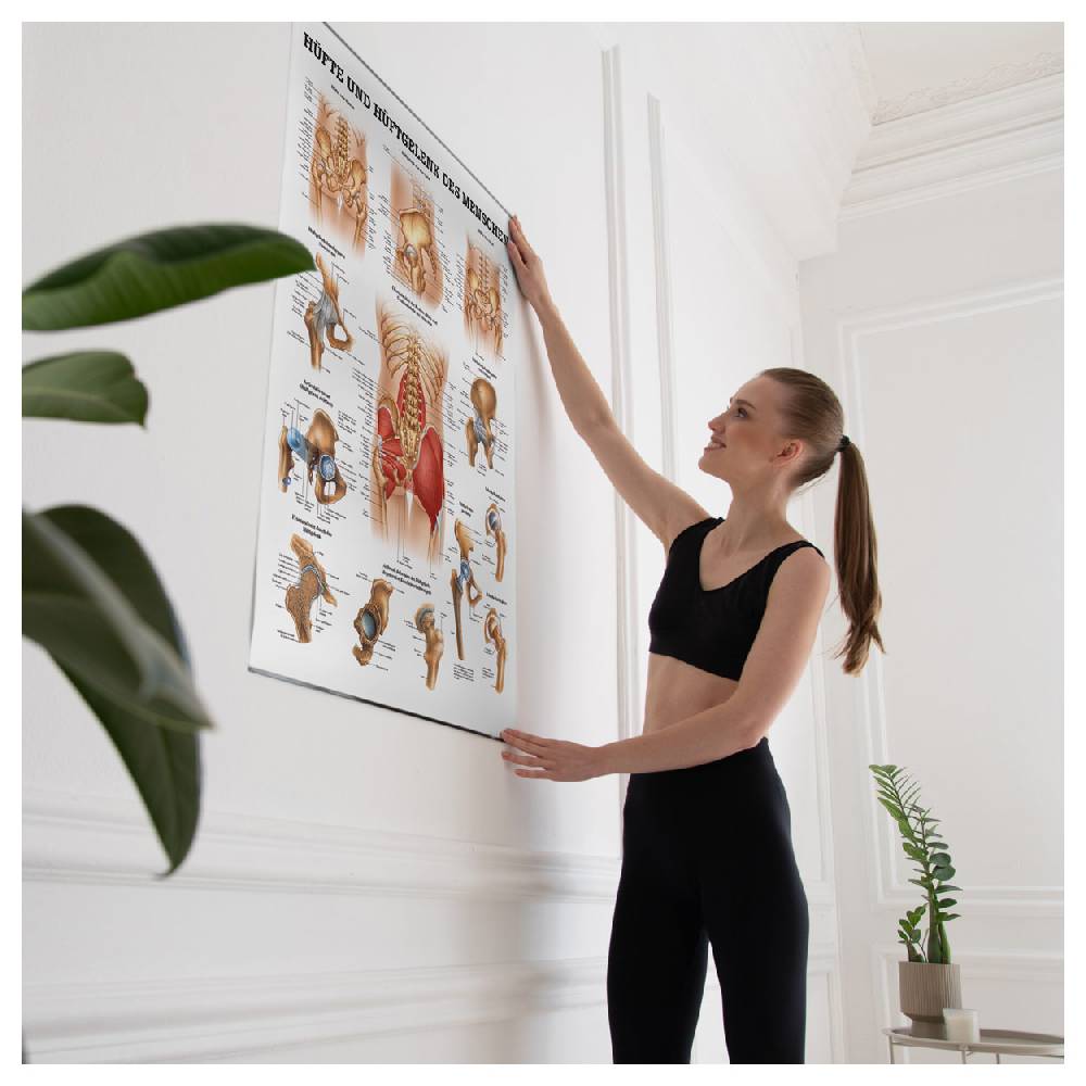 Sport Tec Lehrtafel "Hüfte und Hüftgelenk", LxB 100x70 cm Im Verkauf