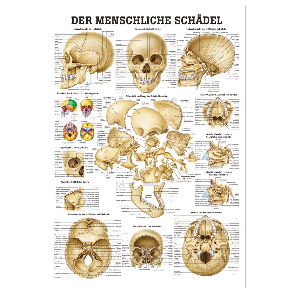 Sport Tec Lehrtafel "Schädel und Schädelknochen", LxB 100x70 cm