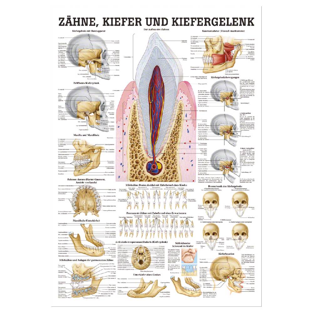Sport Tec Lehrtafel "Zähne und Kiefergelenk", LxB 100x70 cm 50% Rabatt für begrenzte Zeit