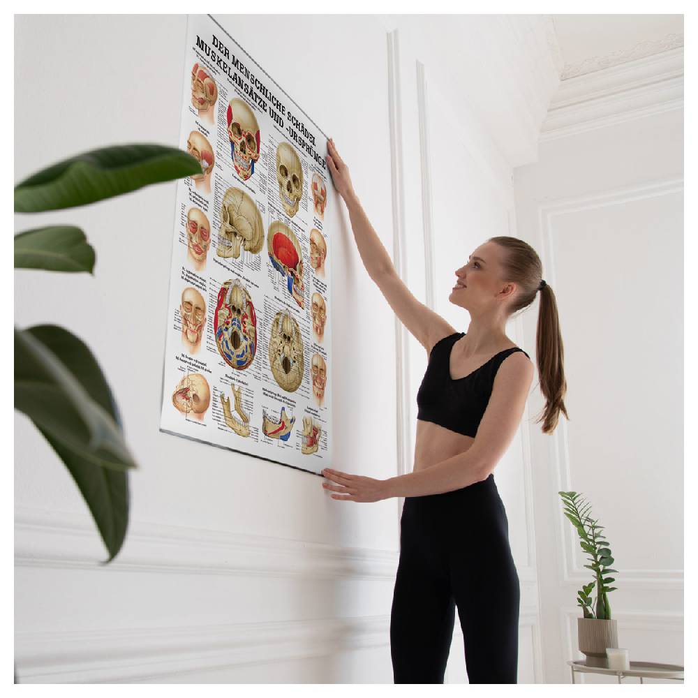 Sport Tec Lehrtafel "Der Schädel - Muskelansätze und Ursprünge", LxB 100x70 cm Rabatte dieses Monats