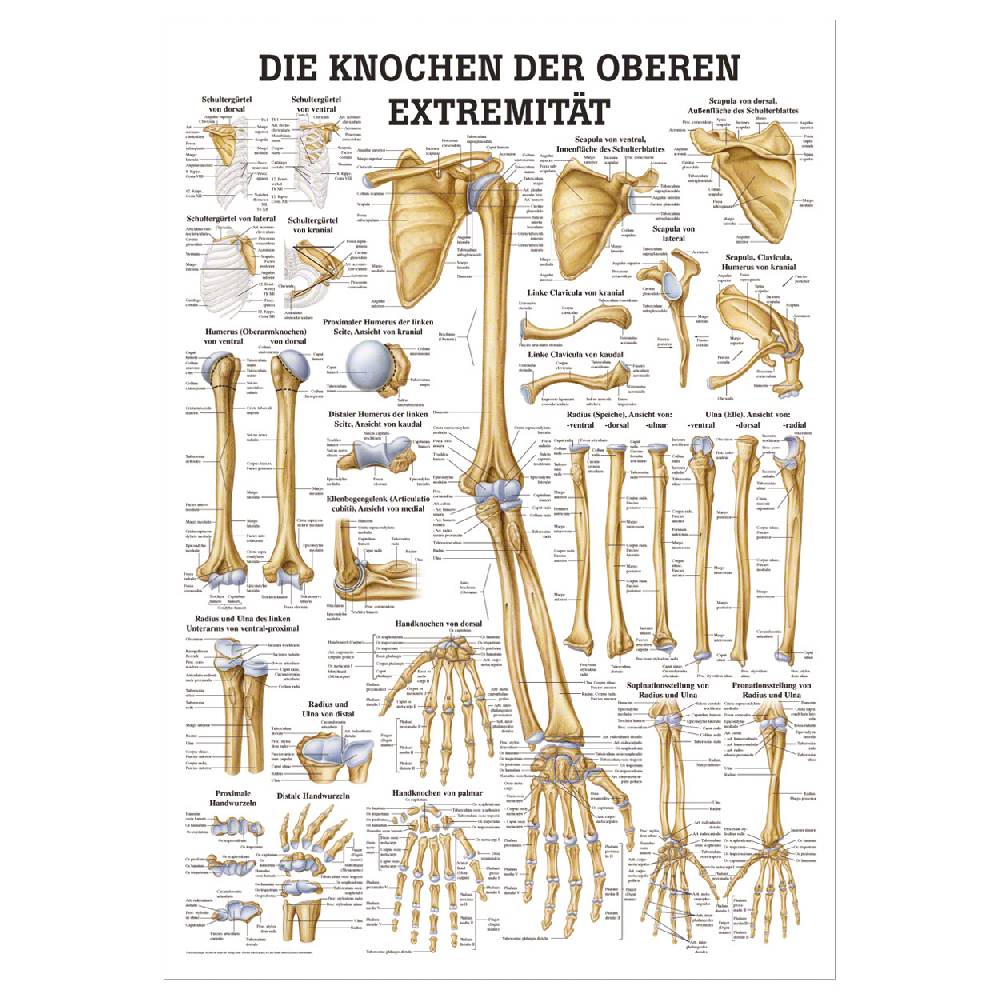 Sport Tec Lehrtafel "Die Knochen der oberen Extremität", LxB 100x70 cm 2025