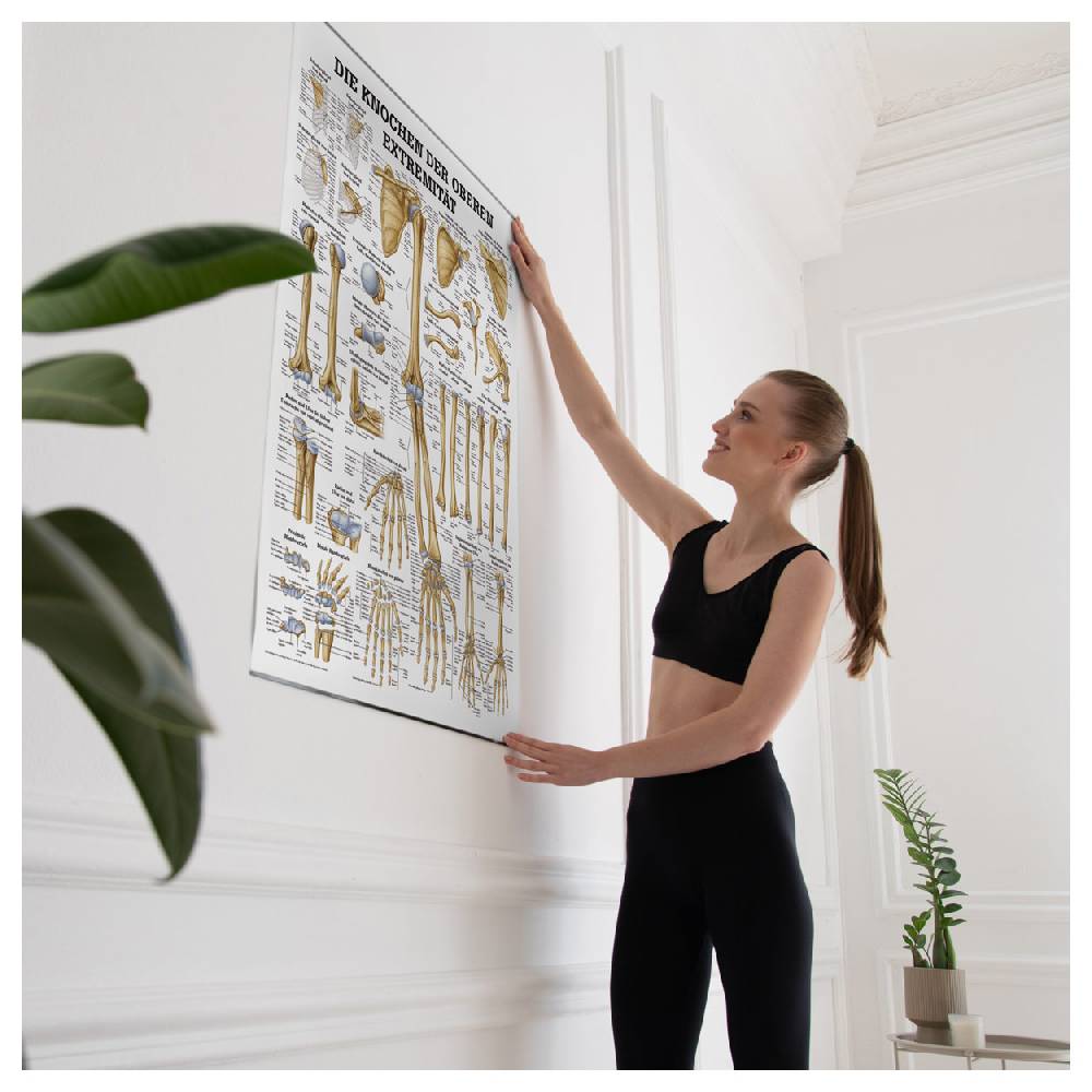 Sport Tec Lehrtafel "Die Knochen der oberen Extremität", LxB 100x70 cm 2025